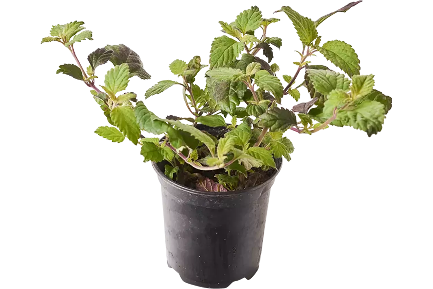 BIO Honing verbena in pot doos 2st stuk 1